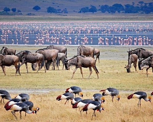 1 Day Tanzania group joining Safari Tour for 2026/2027